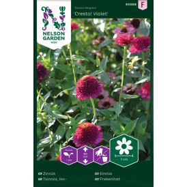 Isotsinnia Nelson Garden Cresto Violet