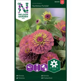 Tsinnia Nelson Garden Sunbow Purple