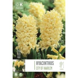 Syyskukkasipuli Hyasintti City of Haarlem 4 kpl