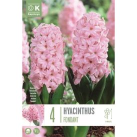 Syyskukkasipuli Hyasintti Fondant 4 kpl