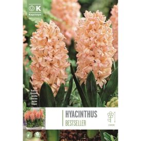 Syyskukkasipuli Hyasintti Bestseller 4 kpl