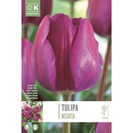 Syyskukkasipuli Tulppaani Triumph Negrita 10 kpl