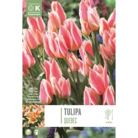 Syyskukkasipuli Tulppaani Quebec 10 kpl