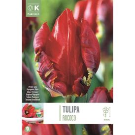 Syyskukkasipuli Tulppaani Parrot Rococo 8 kpl