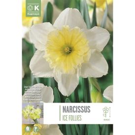 Syyskukkasipuli Kapiteyn Narsissi Ice Follies 5 kpl