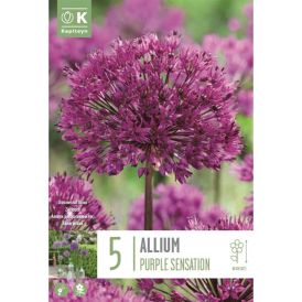 Syyskukkasipuli Ukkolaukka Aflatunense Purple Sensation 5 kpl