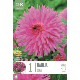Kevätkukkasipuli Daalia Elga 1 kpl