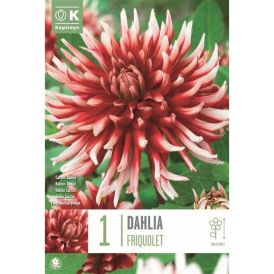 Kevätkukkasipuli Daalia Friquolet 1 kpl