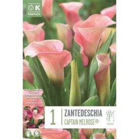 Kevätkukkasipuli Kalla Zantedeschia Captain Melrose 1 kpl