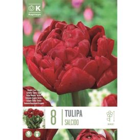 Syyskukkasipuli Tulppaani Double Late Salcido 8 kpl