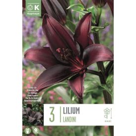 Syyskukkasipuli Kapiteyn Lilja Landini 3 kpl