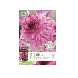 Kevätkukkasipuli Dahlia Anemone Flowering Richard Fortune 2 kpl