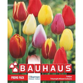 Tulppaani Triumph Mix 20 kpl