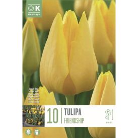 Syyskukkasipuli Tulppaani Friendship 10 kpl