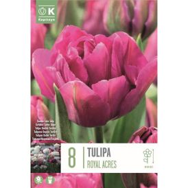 Syyskukkasipuli Tulppaani Royal Acres 8 kpl