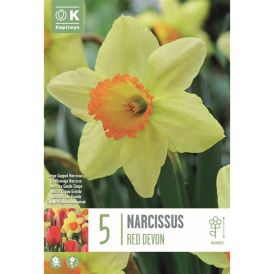 Syyskukkasipuli Kapiteyn Narsissi Red Devon 5 kpl