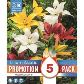 Kevätkukkasipuli Promotion Lilja Asiatic 5 kpl