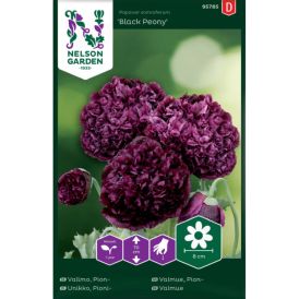 Pioniunikko Nelson Garden Black Peony