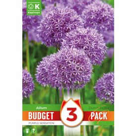 Syyskukkasipuli Kapiteyn Laukka Purple Sensation 3 kpl