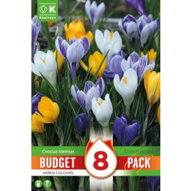 Syyskukkasipuli Kapiteyn Krookus Colour Mix 8 kpl