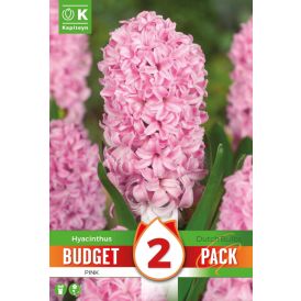 Syyskukkasipuli Kapiteyn Hyasintti Pink 2 kpl