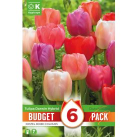 Syyskukkasipuli Kapiteyn Tulppaani Darwin Hybrid Mix 6 kpl