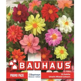 Kevätkukkasipuli Kapiteyn Dahlia Unwin Mix 10 kpl