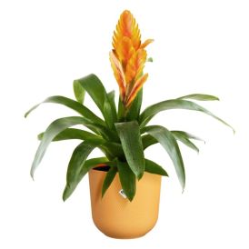 Suojaruukku Elho Jazz keltainen 16 cm