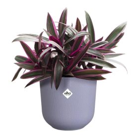 Suojaruukku Elho Jazz laventeli 16 cm