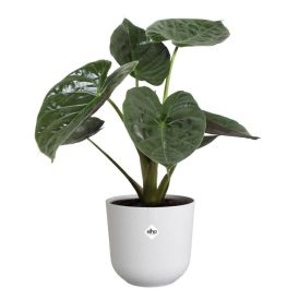 Suojaruukku Elho Jazz valkoinen 16 cm