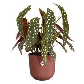 Suojaruukku Elho Jazz punainen 16 cm